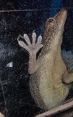 Hemidactylus flaviviridis