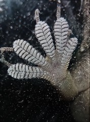 Hemidactylus flaviviridis