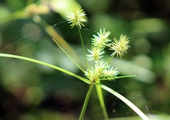 Cyperus refractus