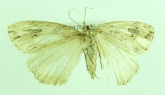 Pseudocoremia rudisata