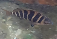 Chirodactylus spectabilis