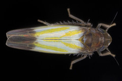 Erythridula bitincta