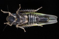 Erythridula bitincta