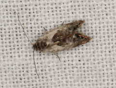 Eupselia carpocapsella