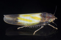 Erythridula bitincta