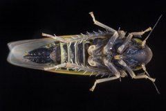 Erythridula bitincta