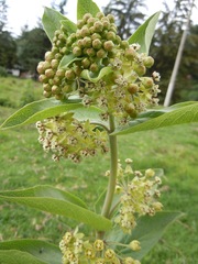 Asclepias ovata