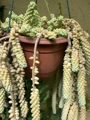 Sedum burrito