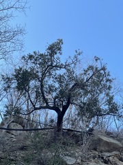 Forchhammeria watsonii