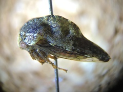 Telamona westcotti