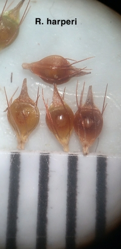 Image of Rhynchospora harperi by (c) Scott Ward, some rights reserved (CC BY)