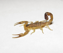 Physoctonus debilis