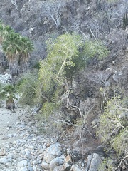 Ficus petiolaris palmeri