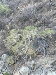 Ficus petiolaris palmeri