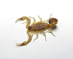 Physoctonus debilis