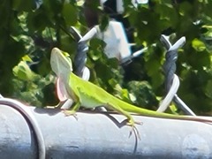 Anolis carolinensis