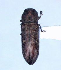 Acmaeoderopsis