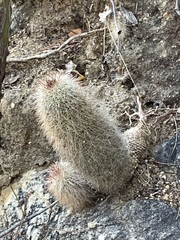 Mammillaria phitauiana