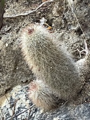 Mammillaria phitauiana