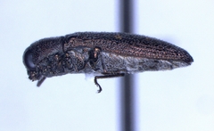Acmaeoderopsis