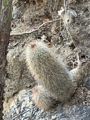 Mammillaria phitauiana