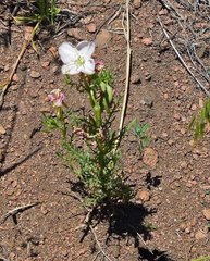 Oenothera coronopifolia