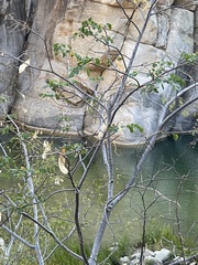 Albizia occidentalis