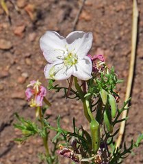 Oenothera coronopifolia