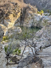 Albizia occidentalis