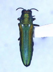 Agrilus hespenheidei