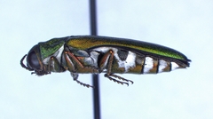 Agrilus hespenheidei