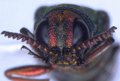 Agrilus hespenheidei
