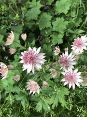 Astrantia