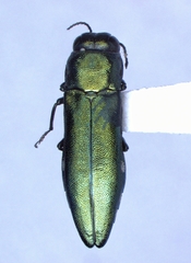 Agrilus sapindi