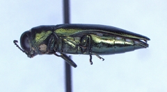 Agrilus sapindi