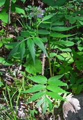 Hydrophyllum fendleri