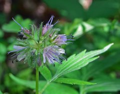 Hydrophyllum fendleri