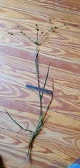 Juncus polycephalus