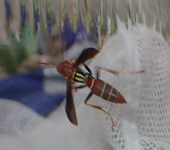 Polistes dorsalis dorsalis