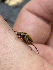 Macrodactylus angustatus