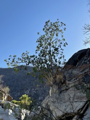 Ficus petiolaris palmeri