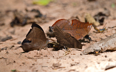 Memphis moruus