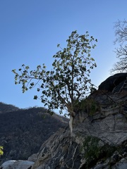 Ficus petiolaris palmeri