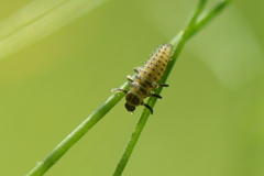 Hippodamia variegata