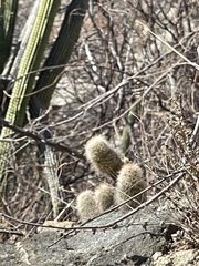 Mammillaria phitauiana