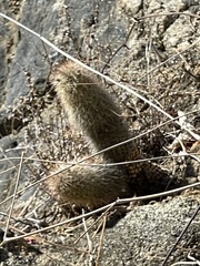 Mammillaria phitauiana