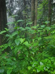 Scrophularia alpestris