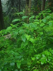 Scrophularia alpestris