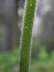 Scrophularia alpestris