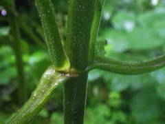 Scrophularia alpestris